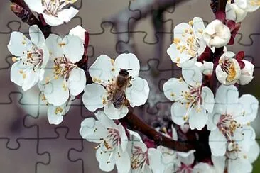 OK jigsaw puzzle