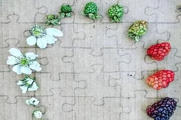 CENÁRIO K547 jigsaw puzzle