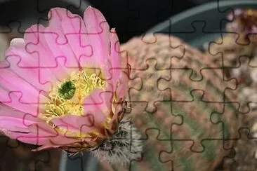 OK jigsaw puzzle