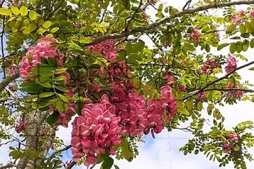 acacia