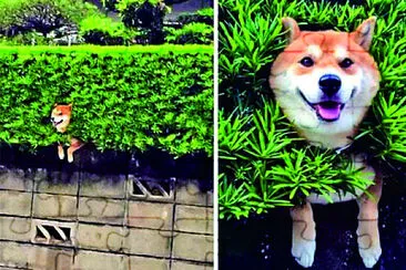可愛動物 jigsaw puzzle