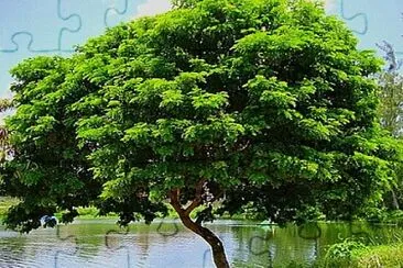 Foto jigsaw puzzle