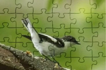 Foto jigsaw puzzle