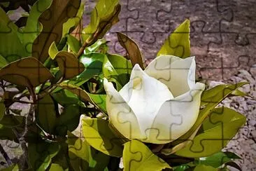 magnolia