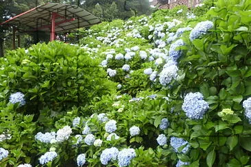 Hortênsia jigsaw puzzle