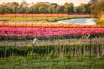 Foto jigsaw puzzle