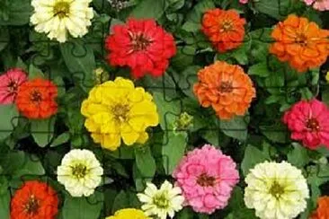 Foto jigsaw puzzle