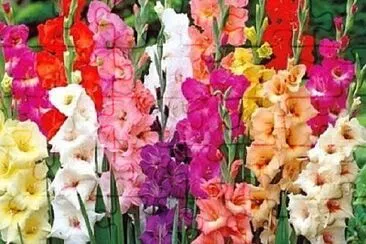 Foto jigsaw puzzle