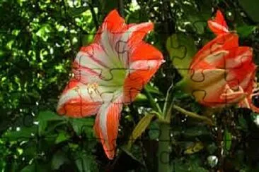 Foto jigsaw puzzle