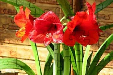 Foto jigsaw puzzle