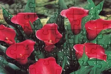 Foto jigsaw puzzle