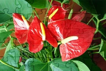 Foto jigsaw puzzle