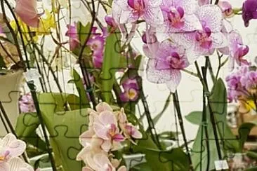 Foto jigsaw puzzle
