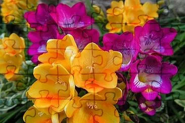 Foto jigsaw puzzle