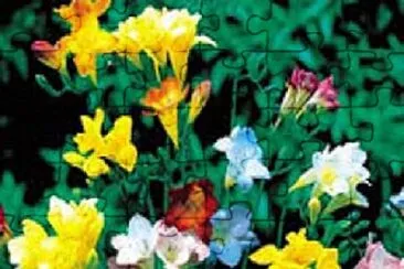 Foto jigsaw puzzle