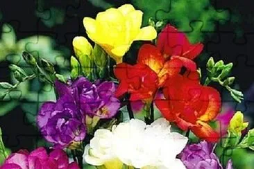 Foto jigsaw puzzle