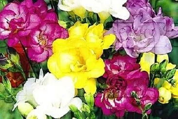 Foto jigsaw puzzle