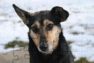 Foto jigsaw puzzle