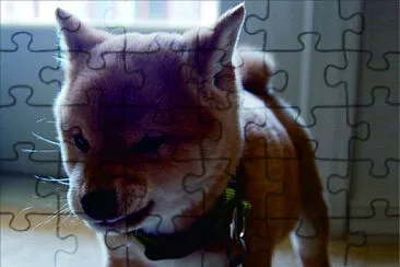 可愛動物 jigsaw puzzle