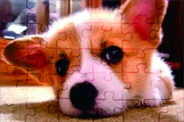 可愛動物 jigsaw puzzle