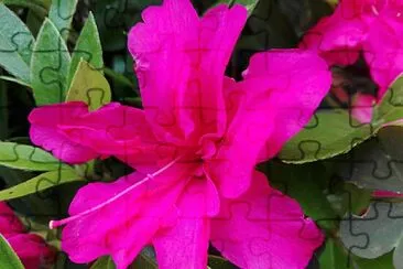 FLOWERS jigsaw puzzle