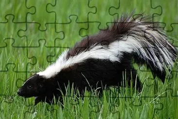 zorrillo jigsaw puzzle