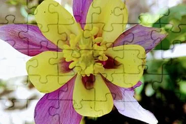 FLOWERS jigsaw puzzle