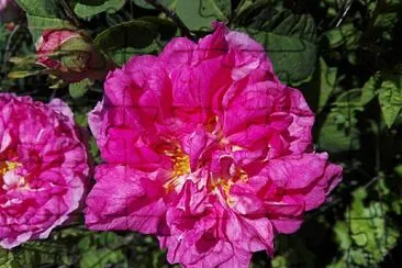 FLOWERS jigsaw puzzle