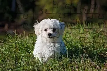 Foto jigsaw puzzle