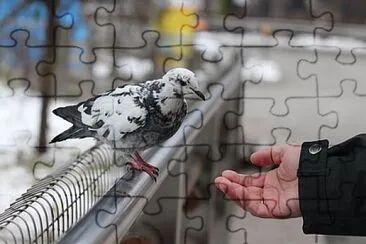 Foto jigsaw puzzle