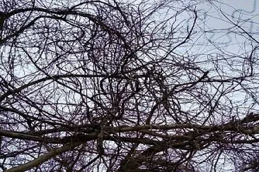 Grape vines covering the tree - Van Buren Park, AR