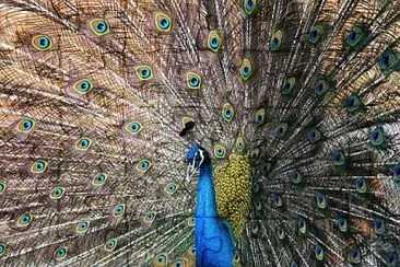 Foto jigsaw puzzle