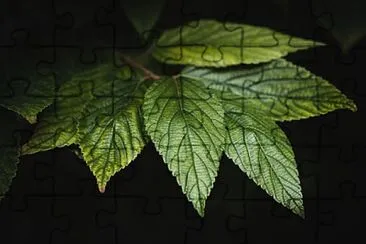 Foto jigsaw puzzle