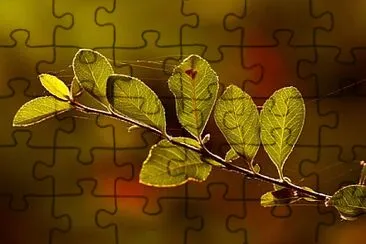 Foto jigsaw puzzle
