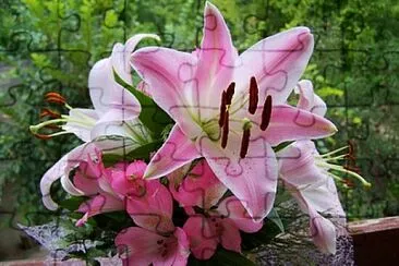 Foto jigsaw puzzle