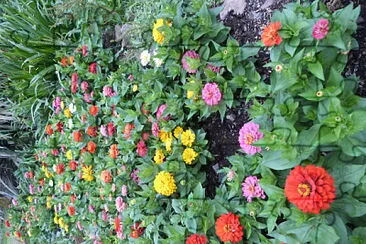 Flores jigsaw puzzle
