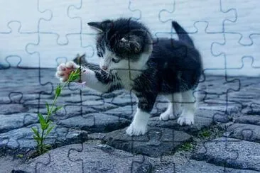 Foto jigsaw puzzle
