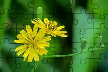 Foto jigsaw puzzle