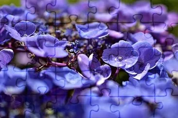Foto jigsaw puzzle