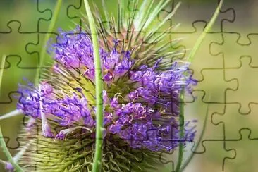 Foto jigsaw puzzle