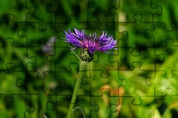 Foto jigsaw puzzle