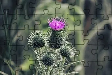 Foto jigsaw puzzle