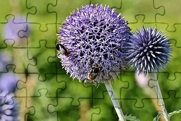 Foto jigsaw puzzle