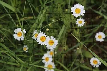 Foto jigsaw puzzle