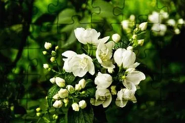 Foto jigsaw puzzle