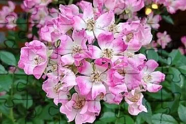 Foto jigsaw puzzle
