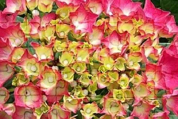 Foto jigsaw puzzle