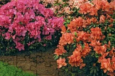 Foto jigsaw puzzle