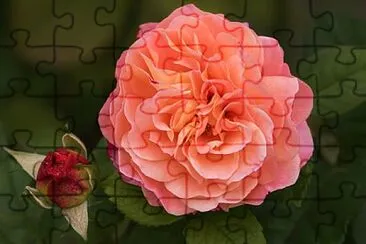 Foto jigsaw puzzle