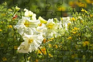Foto jigsaw puzzle